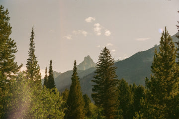 The Tallow + Honey Balm